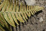 род Dryopteris. Верхушка вайи с сорусами (вид на абаксиальную поверхность). Чечня, Шаройский р-н, окр. ур. Хилиди, на камнях в старом русле ручья, выс. 1850 м н.у.м. 23 августа 2023 г.