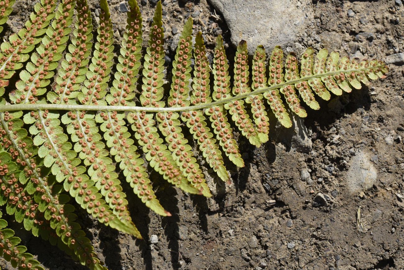 Изображение особи род Dryopteris.