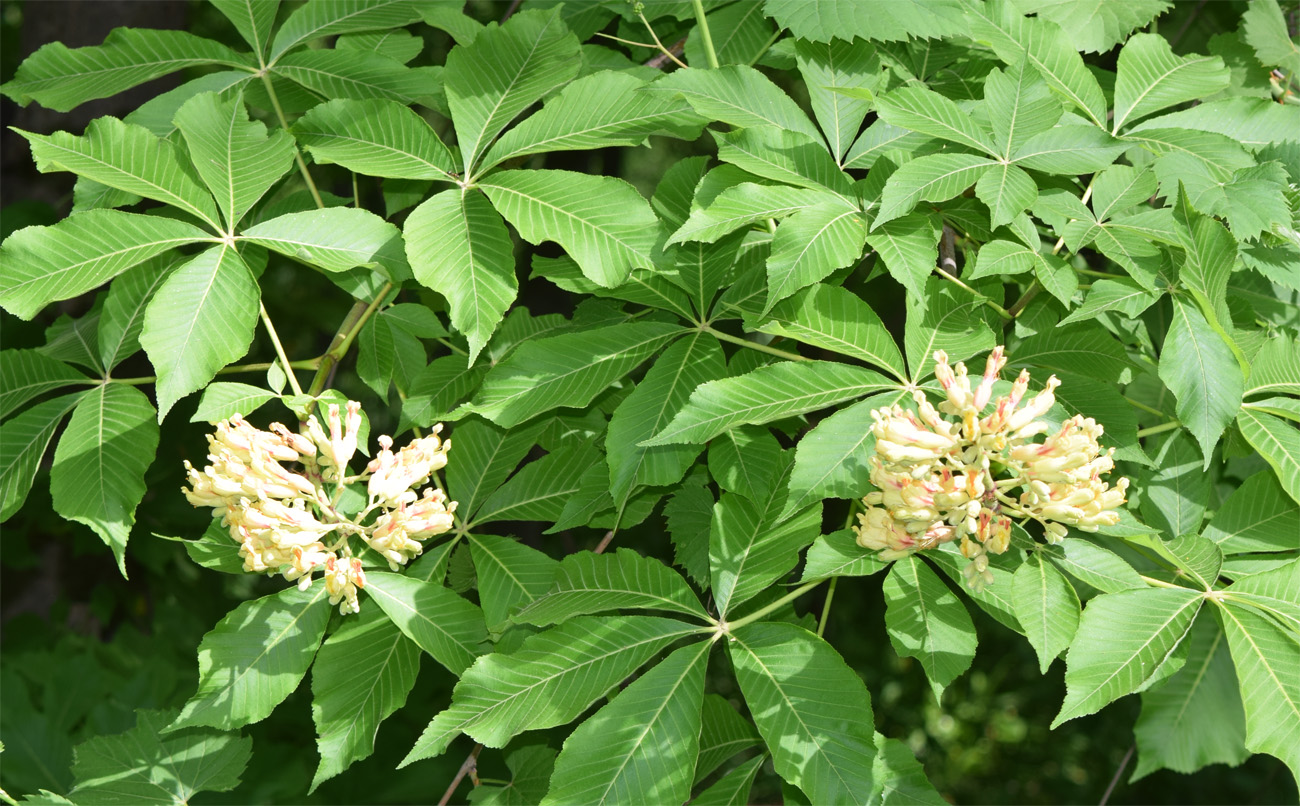 Изображение особи Aesculus pavia.