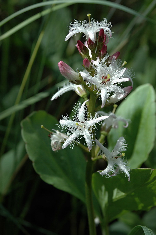 Image of Menyanthes trifoliata specimen.