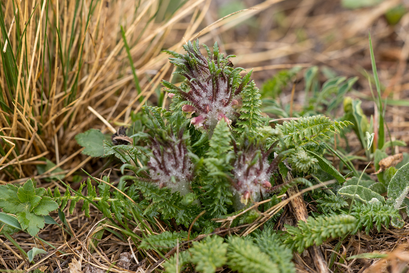 Image of Pedicularis wilhelmsiana specimen.