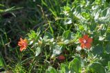 Anagallis arvensis
