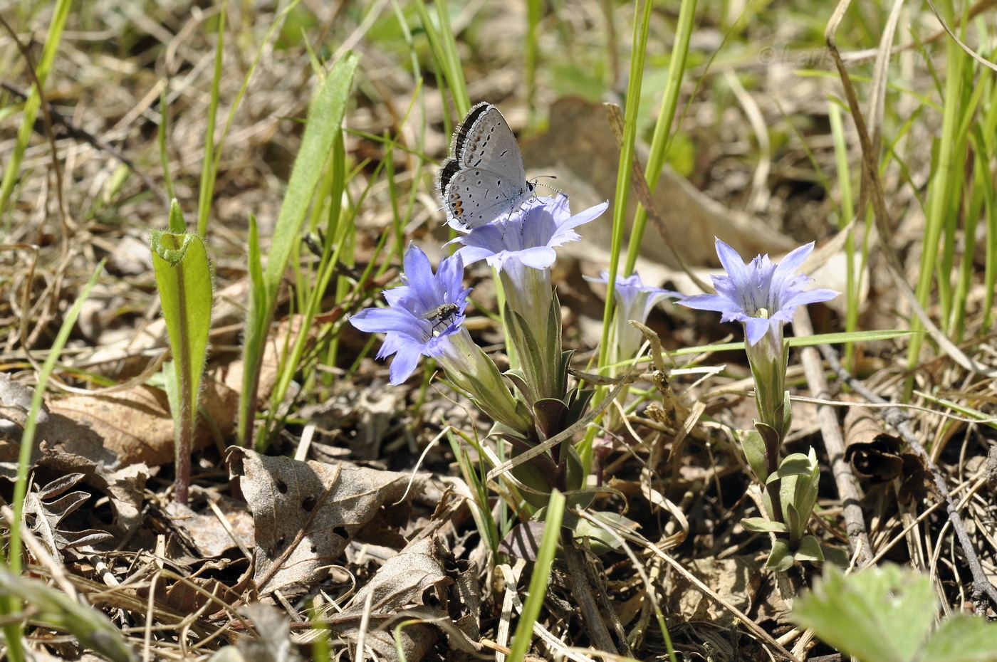 Image of Gentiana zollingeri specimen.