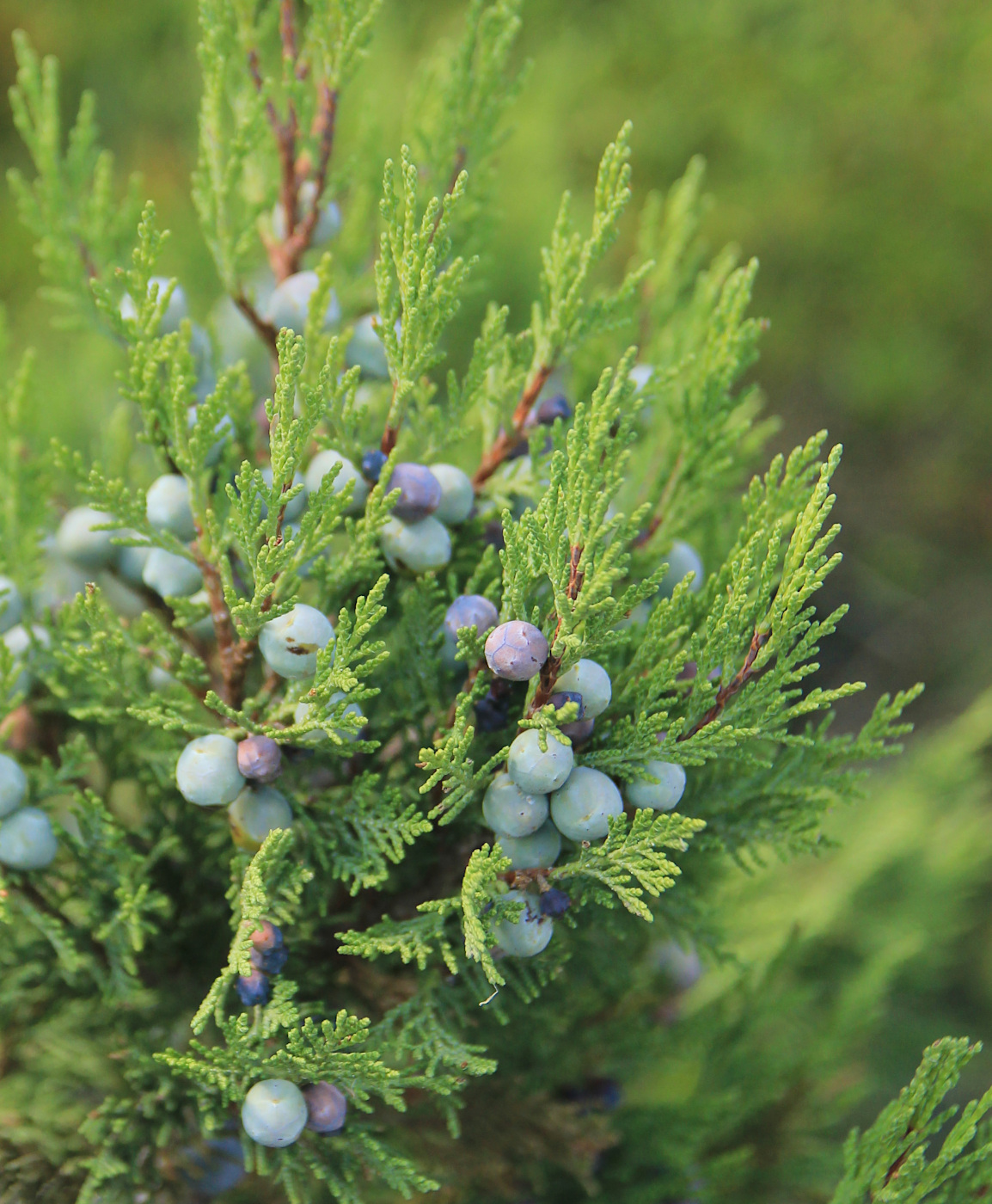 Изображение особи Juniperus excelsa.