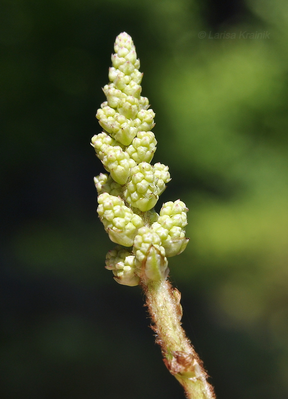 Image of Astilbe chinensis specimen.