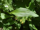 Eutrema integrifolium