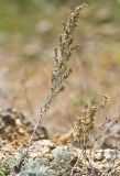 Artemisia lercheana. Цветущее растение. Ростовская обл., Мясниковский р-н, хут. Недвиговка, каменистый склон. 24.10.2010.