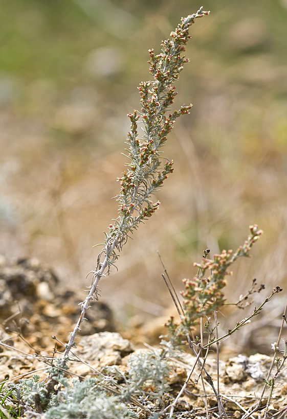 Изображение особи Artemisia lercheana.