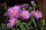 Symphyotrichum novae-angliae