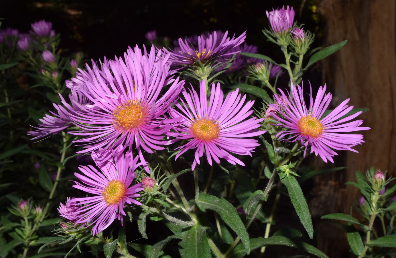 Image of Symphyotrichum novae-angliae specimen.