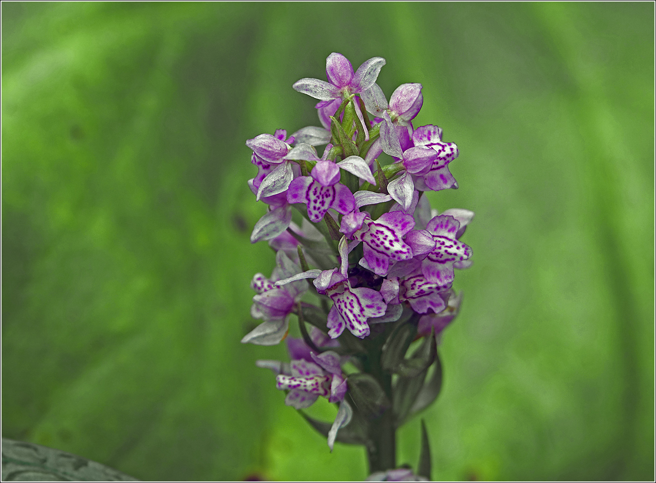 Image of Dactylorhiza baltica specimen.