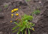 genus Taraxacum