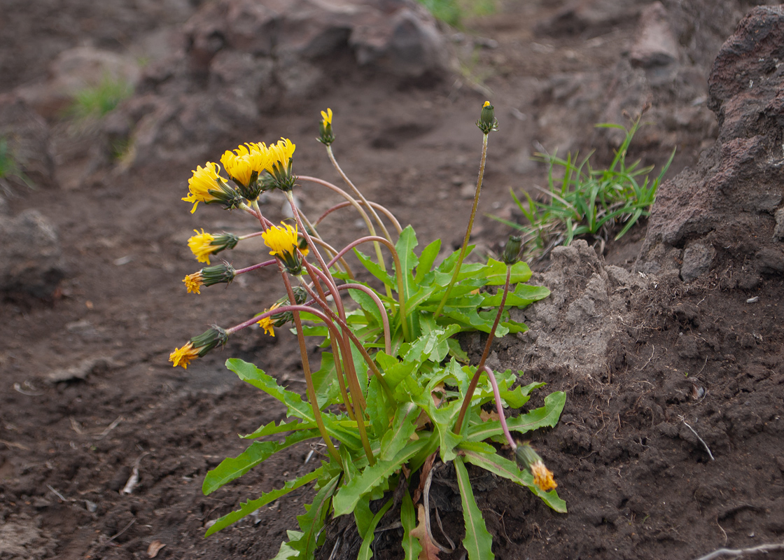 Image of genus Taraxacum specimen.