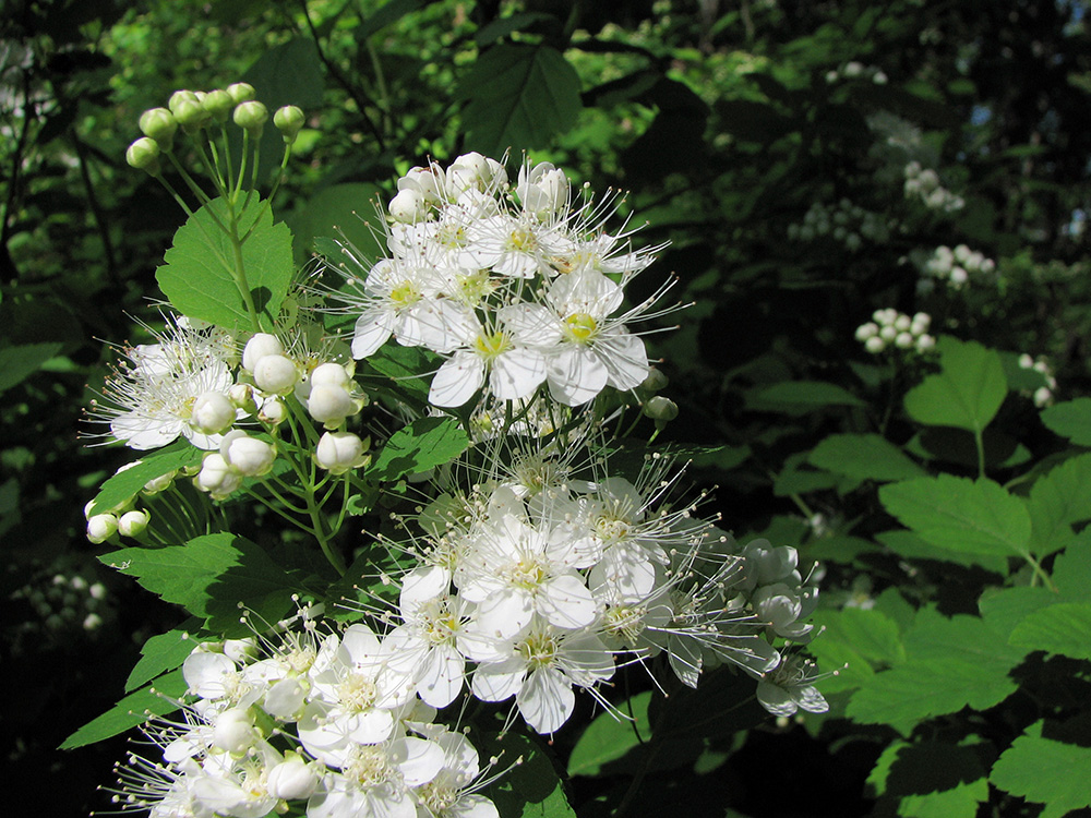 Изображение особи Spiraea chamaedryfolia.