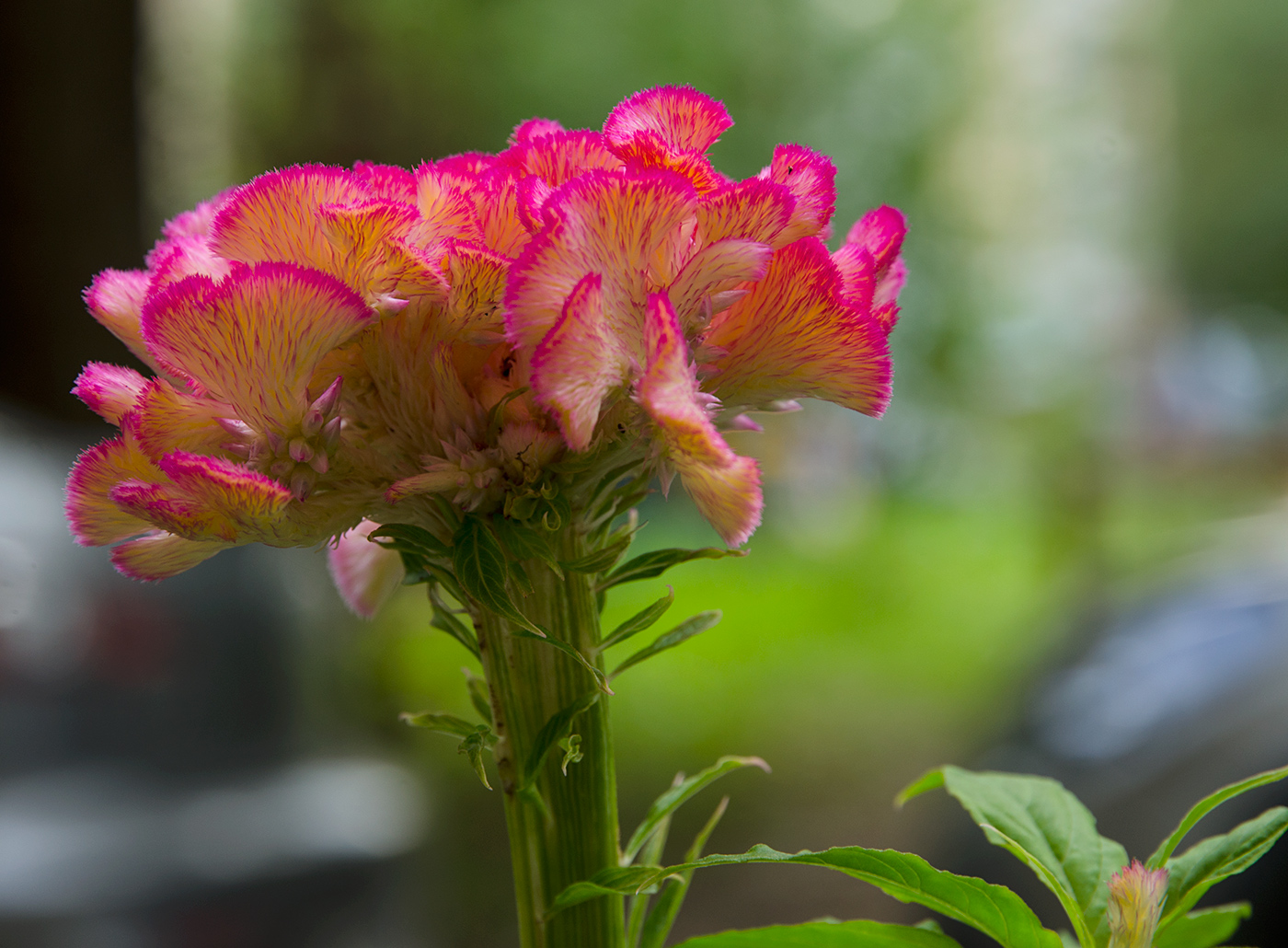 Image of Celosia cristata specimen.