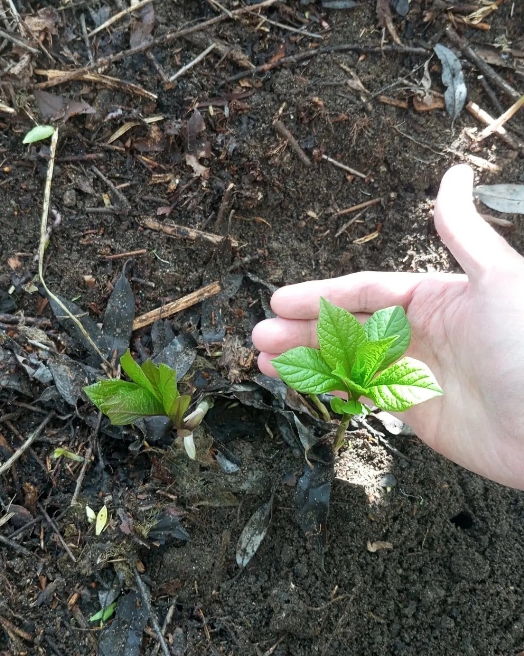 Изображение особи Scopolia carniolica.
