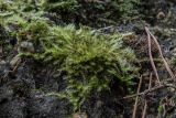 семейство Brachytheciaceae