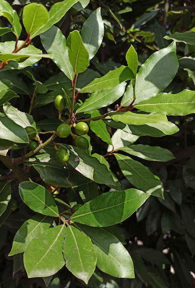 Изображение особи Laurus nobilis.