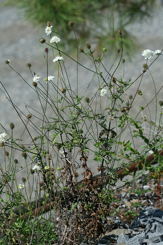 Изображение особи Scabiosa sosnowskyi.