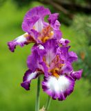 род Iris