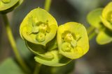 Euphorbia glareosa. Часть соцветия. Крым, Бахчисарайский р-н, окр. Мангуп-Кале, гора Баба-Даг, плато, луговина. 01.06.2025.