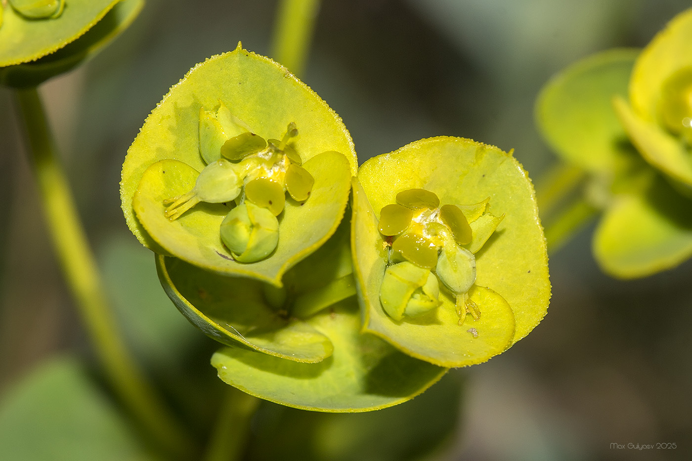 Изображение особи Euphorbia glareosa.