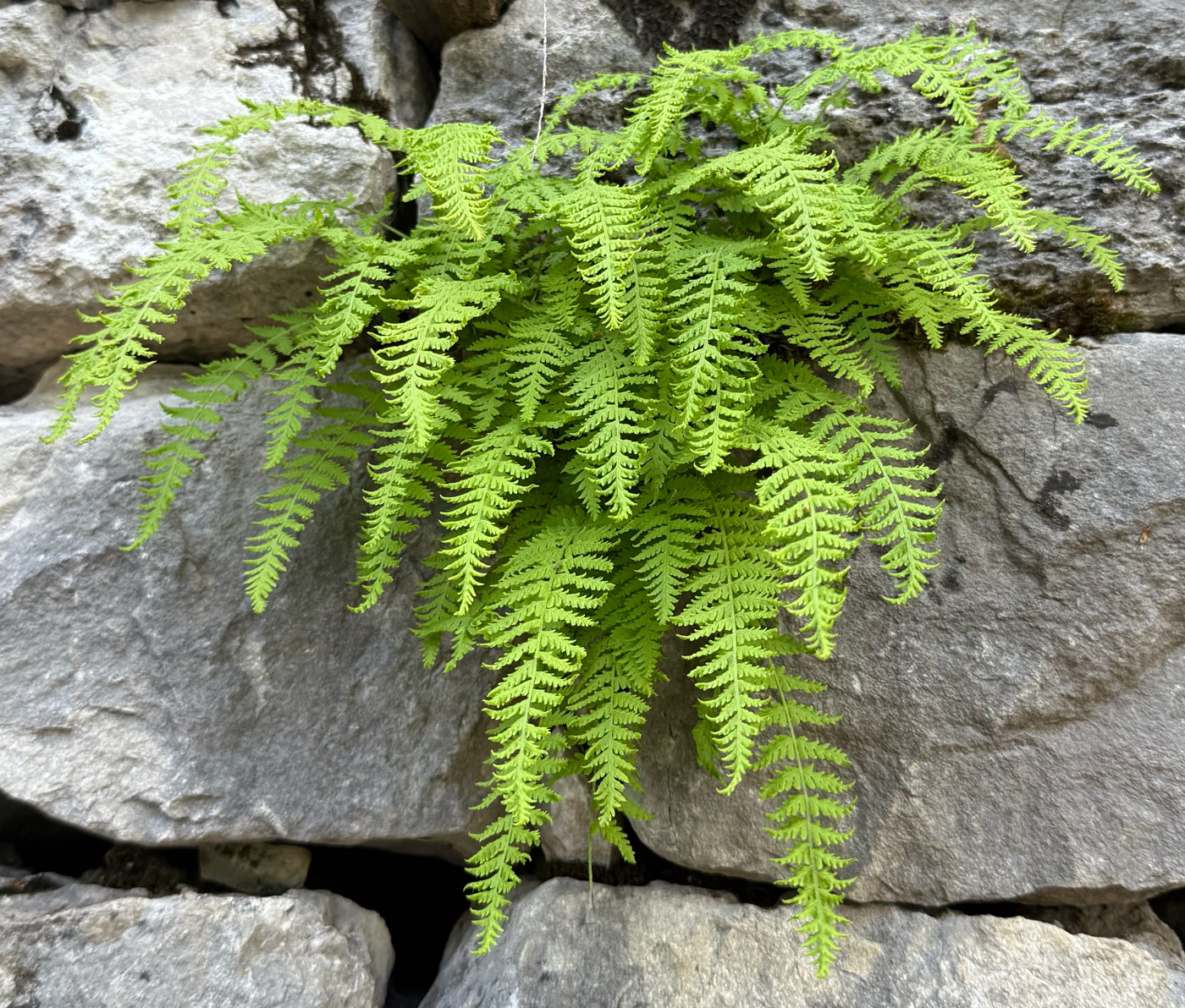 Image of Woodsia caucasica specimen.