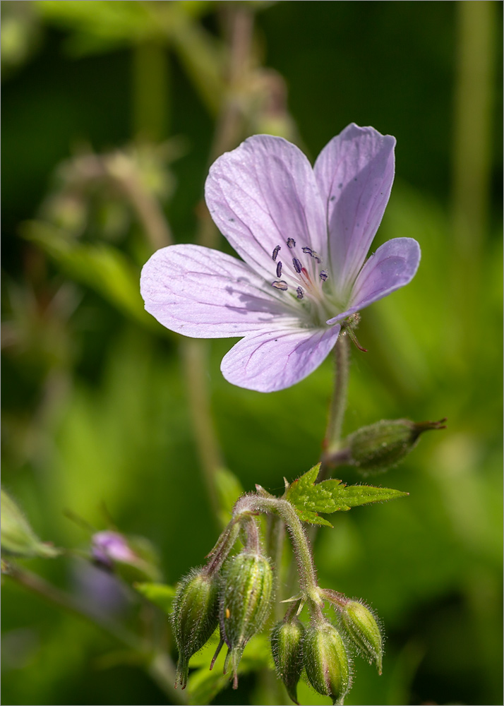 Image of Geranium sylvaticum specimen.