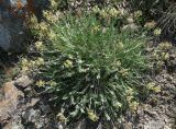 genus Astragalus