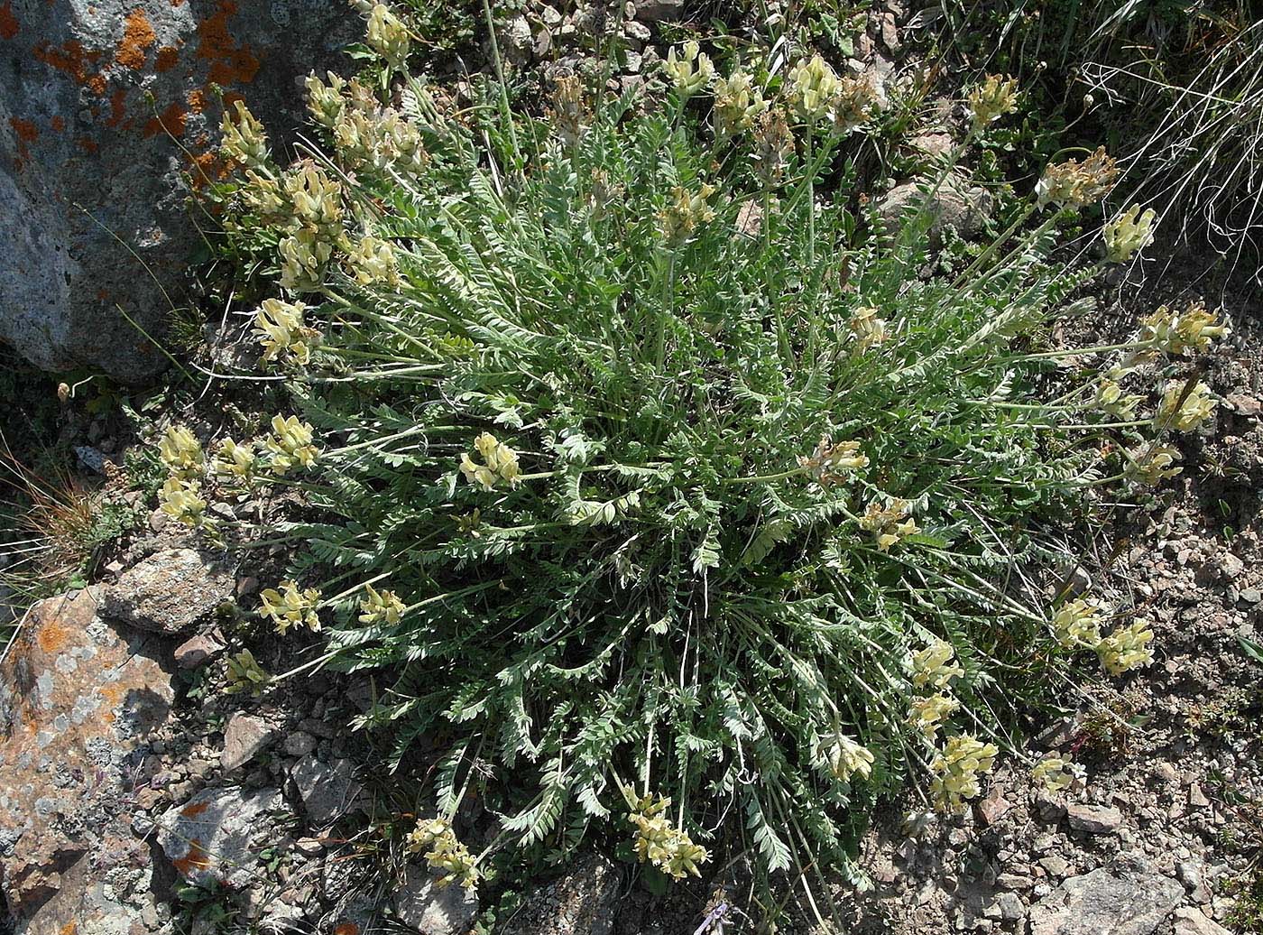Изображение особи род Astragalus.