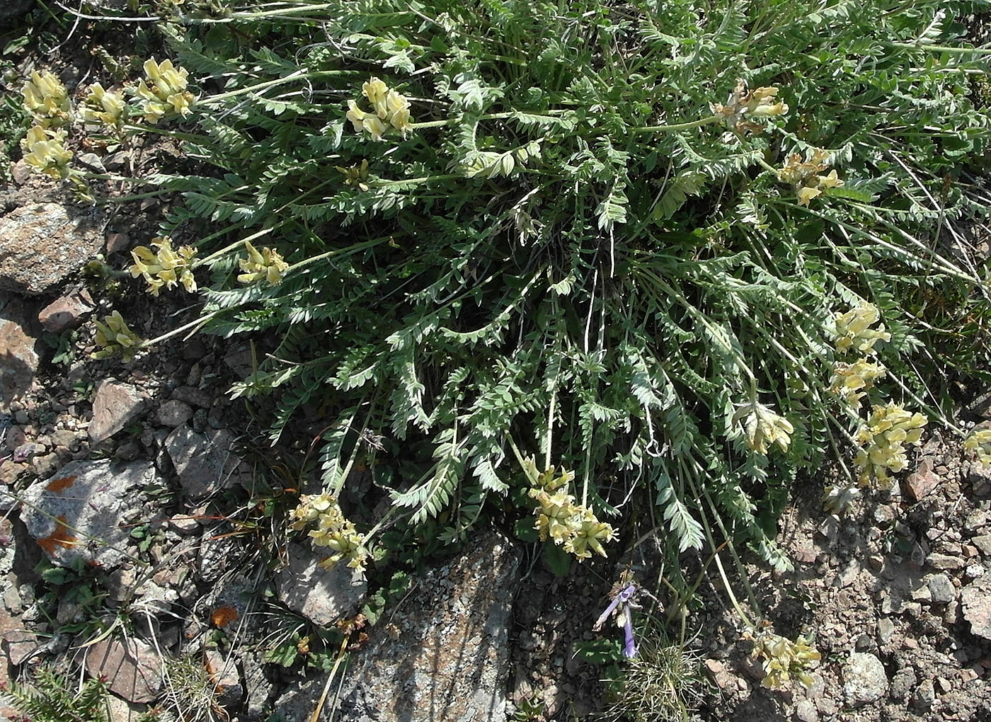 Image of Oxytropis recognita specimen.