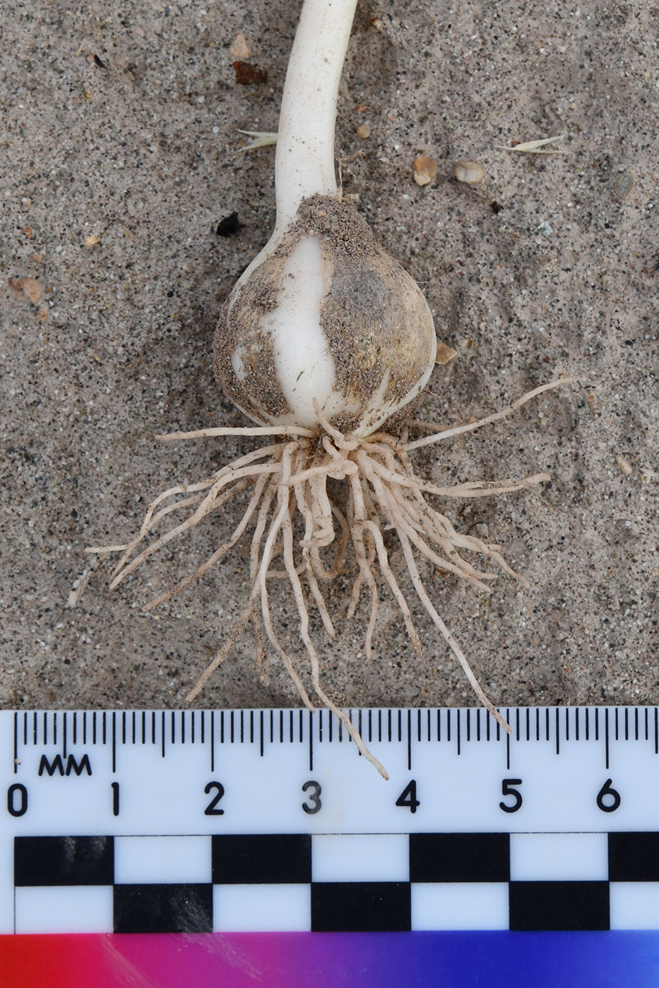 Image of Allium baissunense specimen.