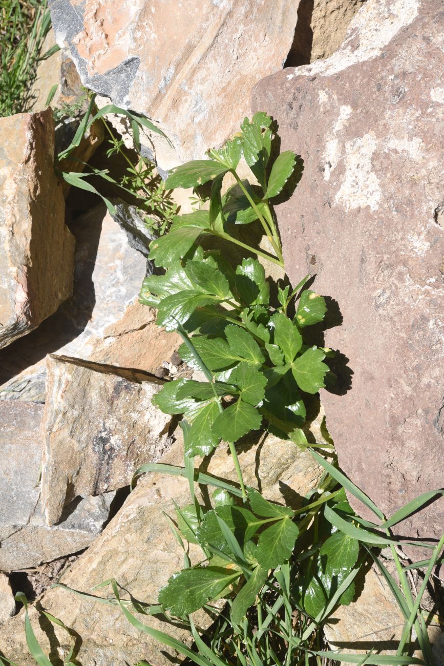 Image of familia Apiaceae specimen.