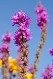 View full-size image genus Lythrum