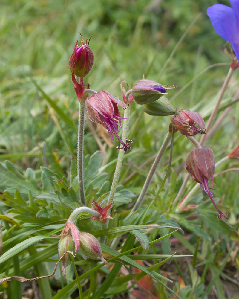 Изображение особи Geranium ruprechtii.