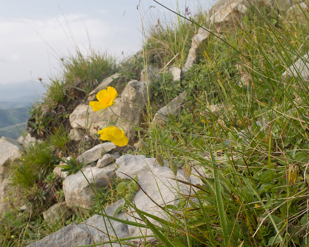 Изображение особи Helianthemum buschii.