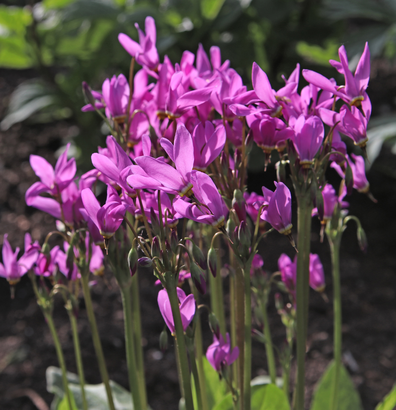 Image of Dodecatheon meadia specimen.