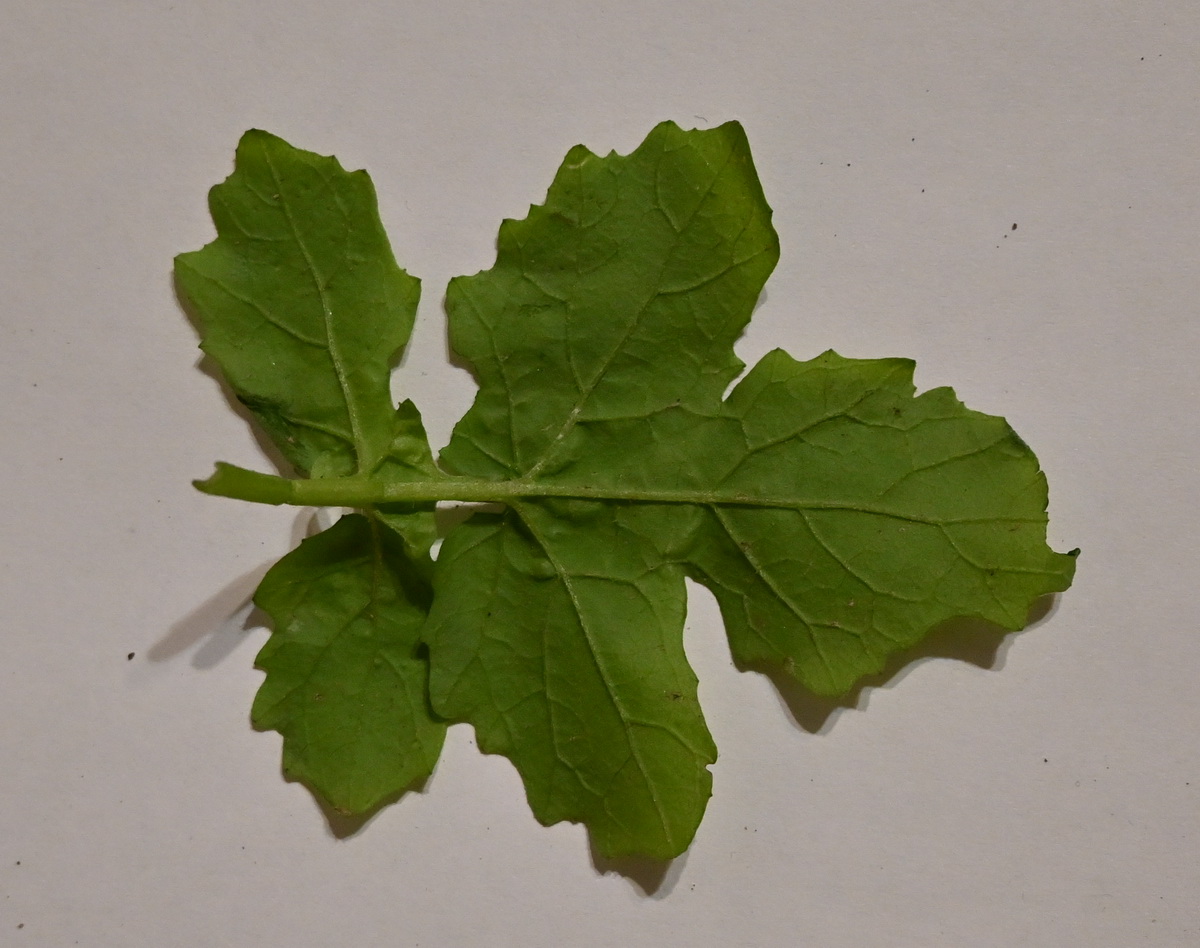 Image of familia Brassicaceae specimen.