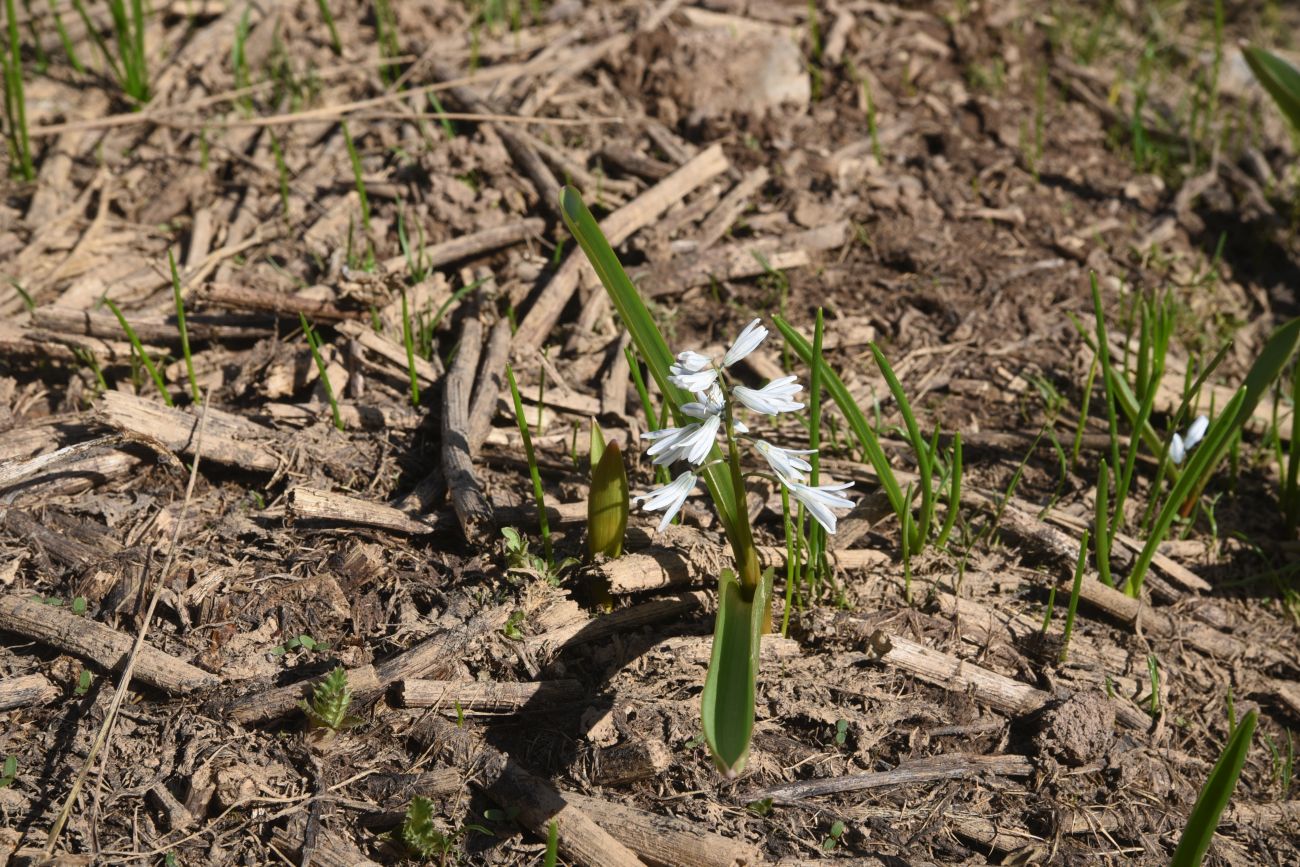 Image of Puschkinia scilloides specimen.