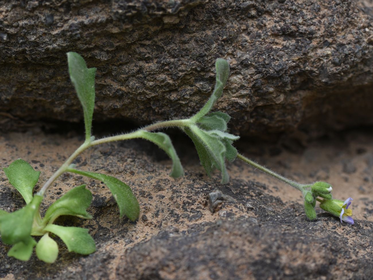 Изображение особи Arabis farinacea.