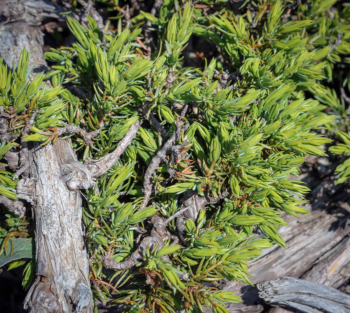 Изображение особи Juniperus hemisphaerica.
