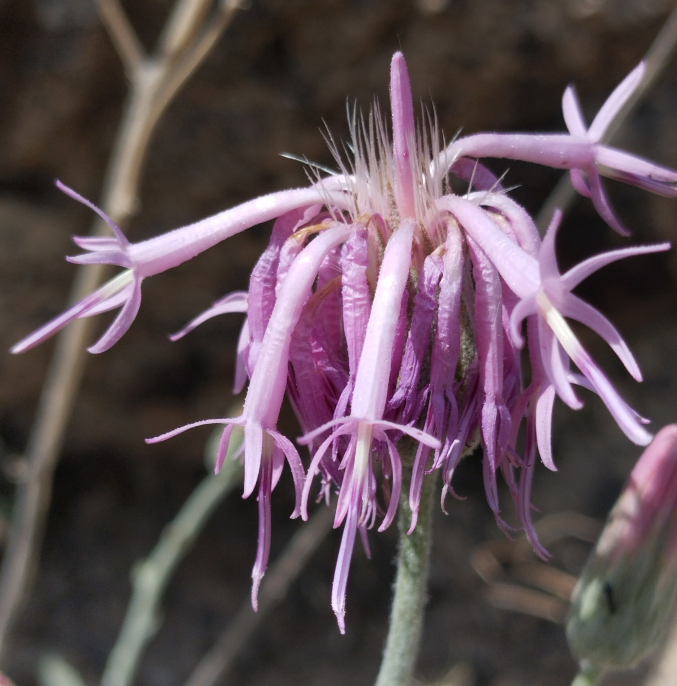 Image of genus Jurinea specimen.