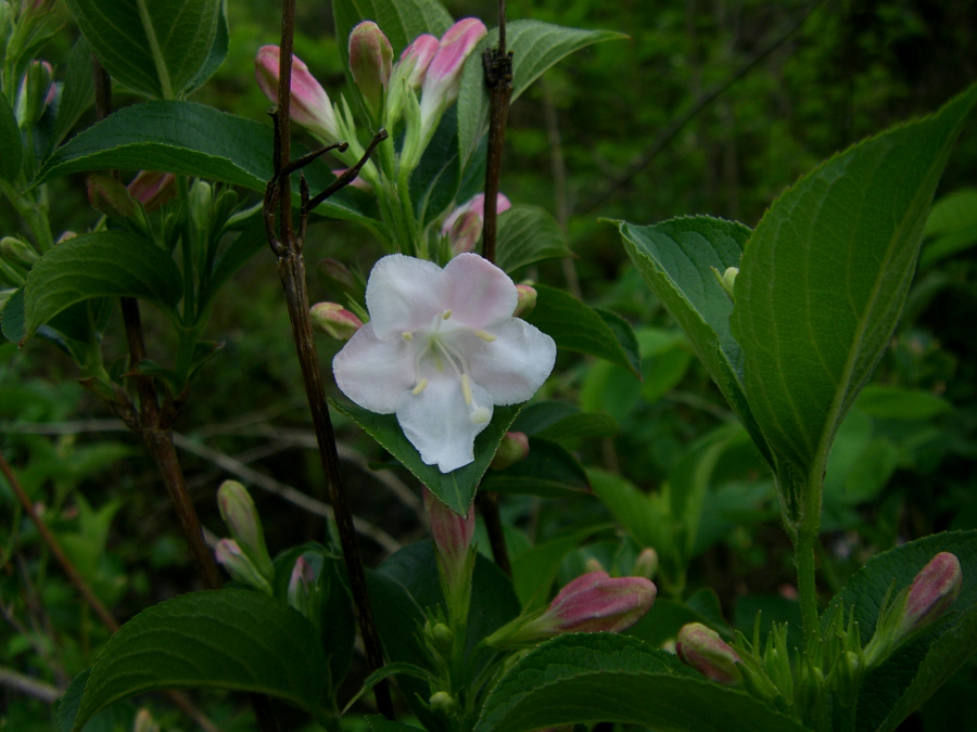 Изображение особи род Weigela.