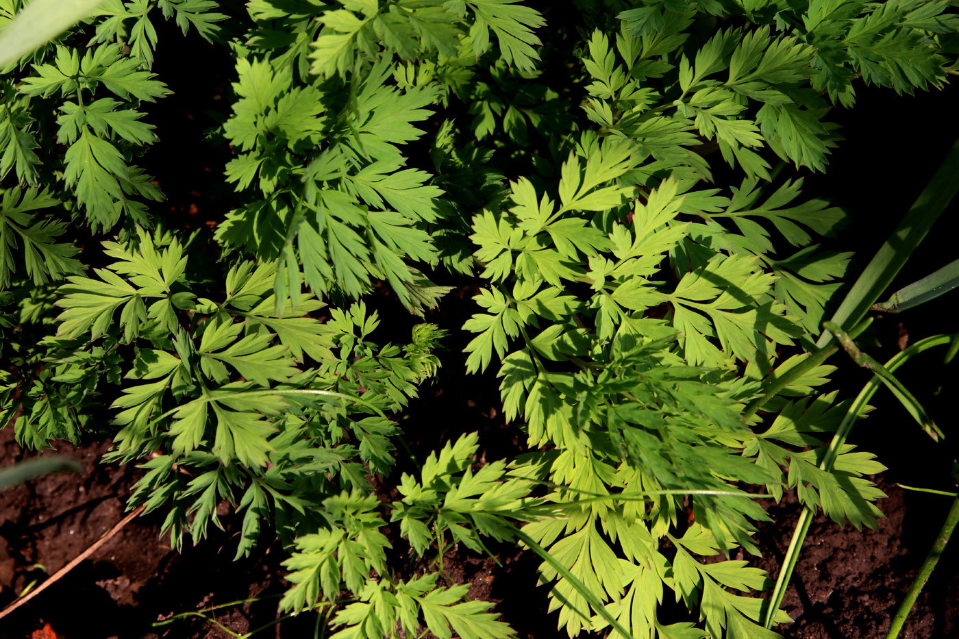 Image of Dicentra formosa specimen.