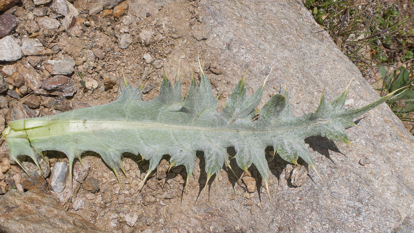 Image of Cirsium balkharicum specimen.