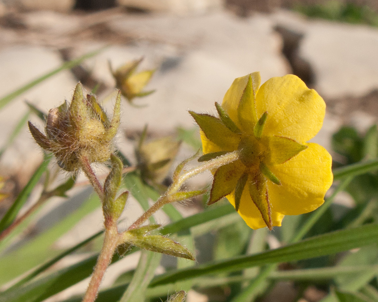 Image of Potentilla sphenophylla specimen.