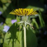 genus Taraxacum. Соцветие-корзинка (со стороны обёртки). Абхазия, Гудаутский р-н, Рицинский реликтовый национальный парк, хр. Авадхара, дол. р. Авадхара, хвойно-широколиственный лес, опушка. 1600 м н.у.м. 09.06.2025.