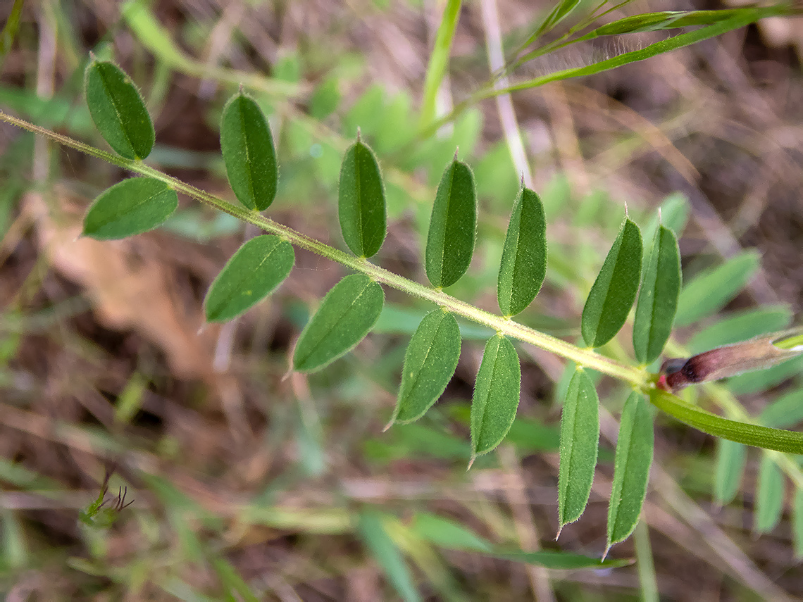 Изображение особи Vicia grandiflora.