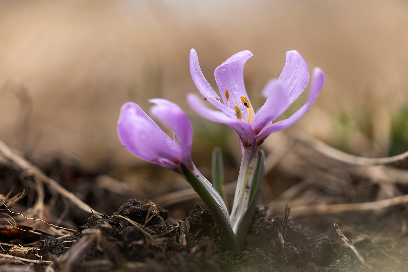Image of Merendera trigyna specimen.