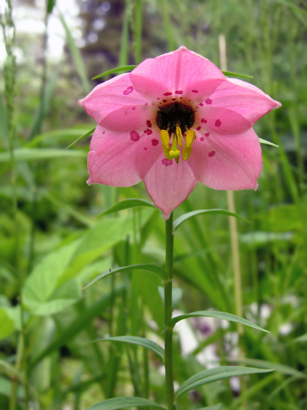 Image of Nomocharis aperta specimen.